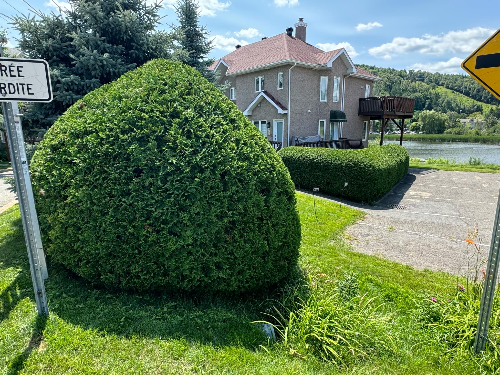 Taille de haie